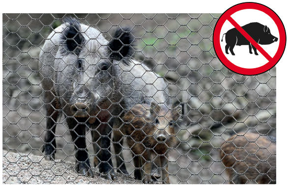 Rete anticinghiale anti cinghiale