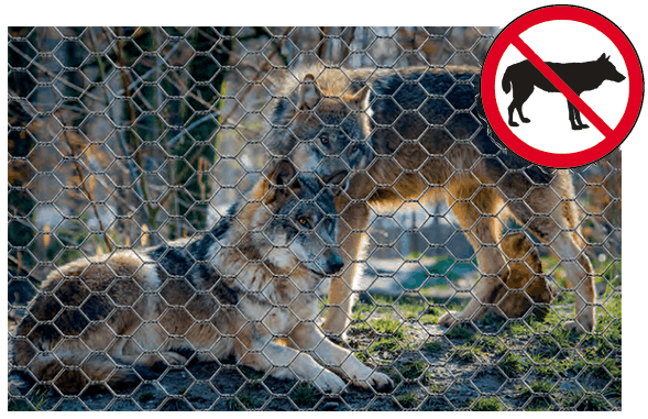 Rete antilupo anti lupo