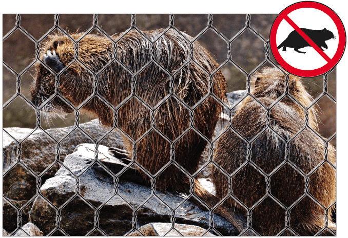 Rete antinutria anti nutria